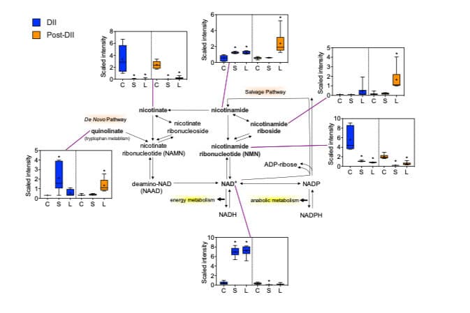 Metabolomics analysis figure
