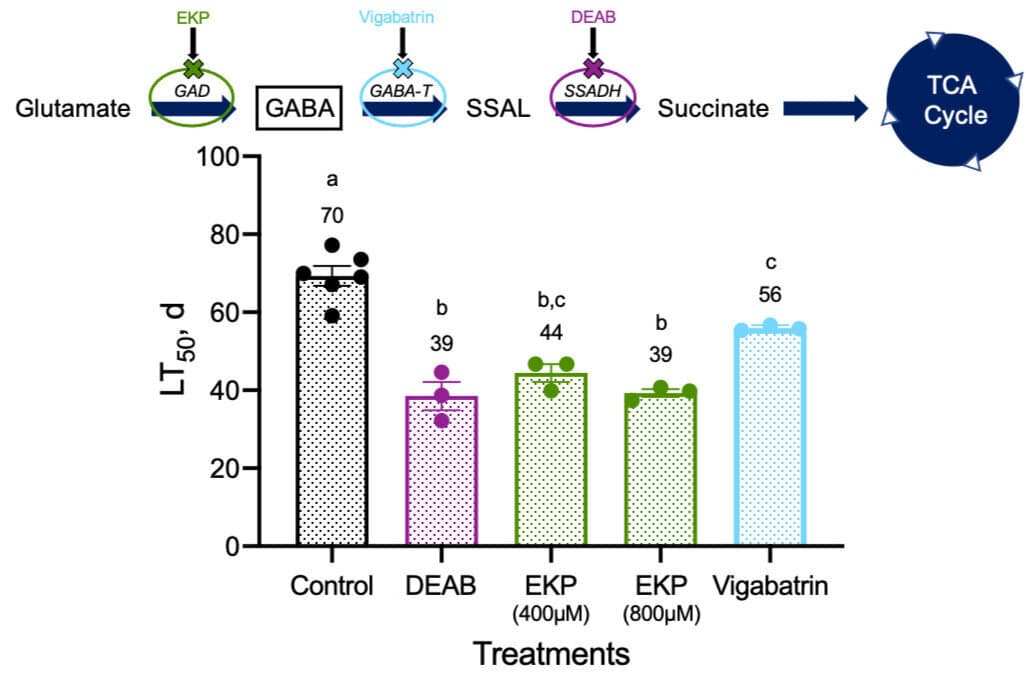GABA metabolism figure from Zajic & Podrabsky 2020