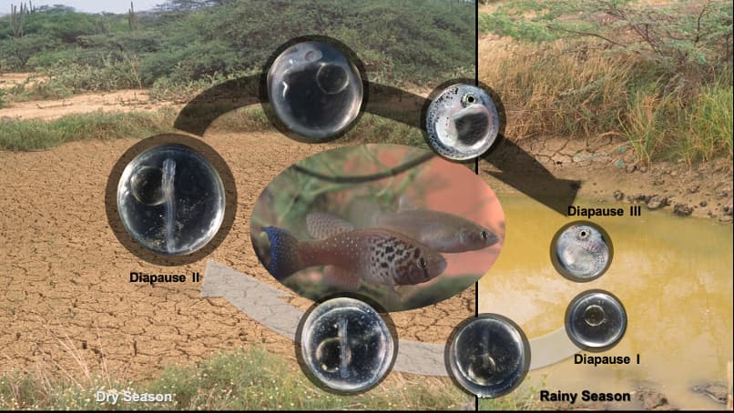 Life cycle of the annual killifish, Austrofundulus limnaeus