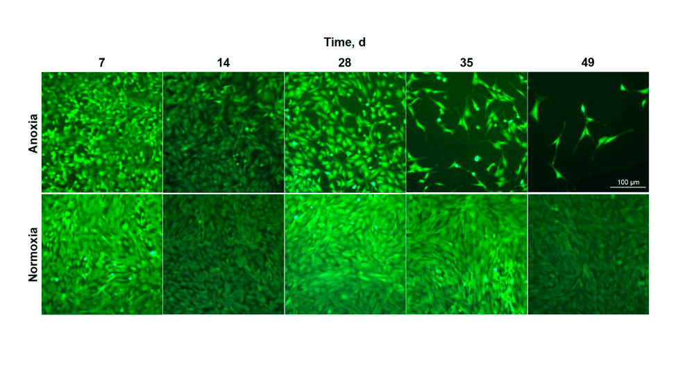 Anoxia-tolerant cell line figure from Riggs et al. 2019