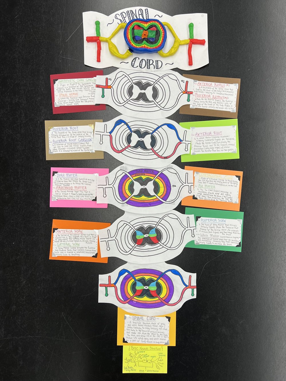 Spinal Cord Cross section — Jorie