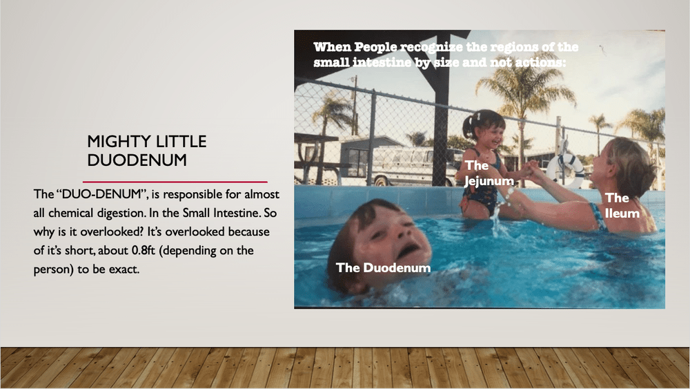 Small Intestine Meme — Tessa M