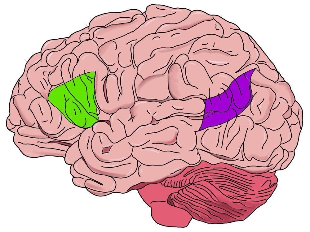 Brain — Tiani Wayton