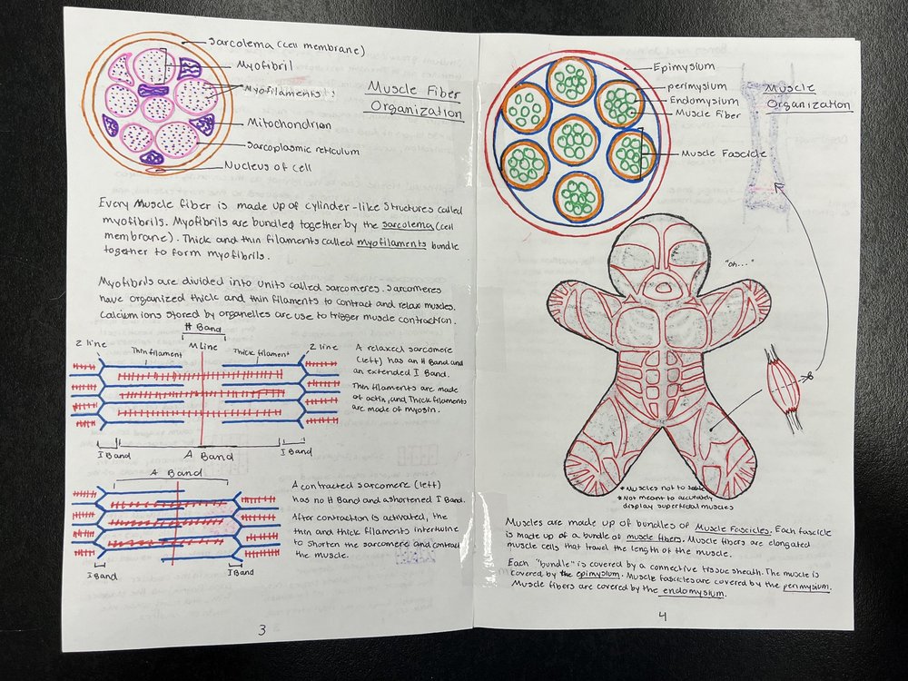 Layers of Human Body Story page 3-4 — Cass