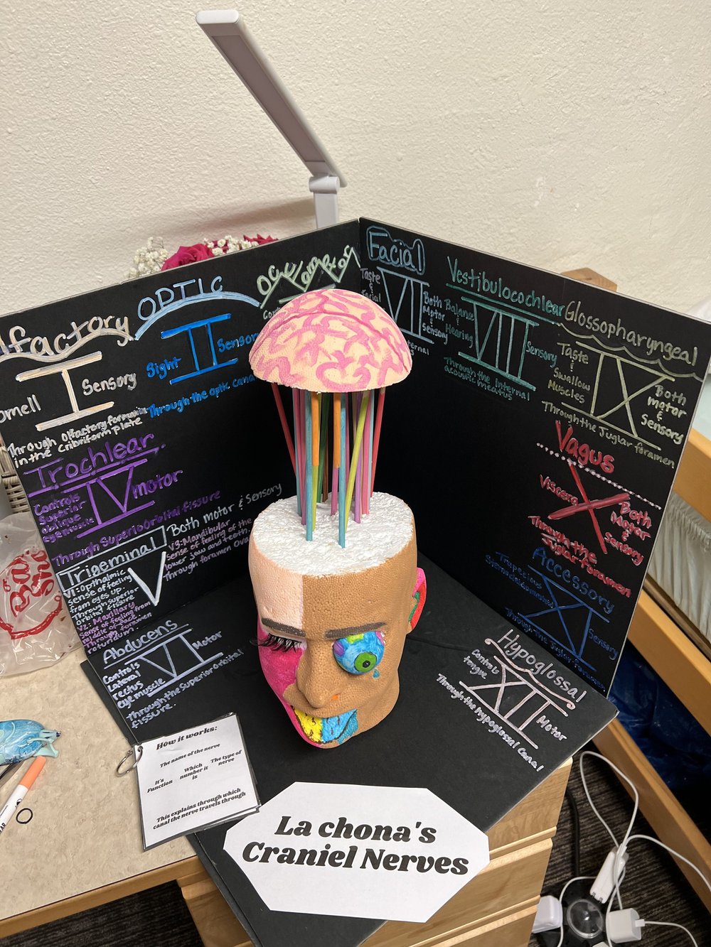 La chona Cranial Nerves — Hailie Lopez Santiago