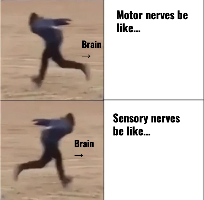 Sensory Motor Nerves Meme Image — Richter and Baker